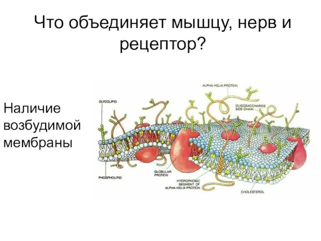 Что объединяет мышцу, нерв и рецептор? Наличие возбудимой мембраны