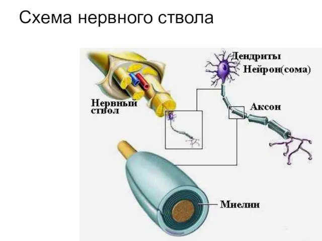 Схема нервного ствола