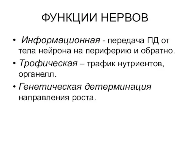 ФУНКЦИИ НЕРВОВ Информационная - передача ПД от тела нейрона на периферию