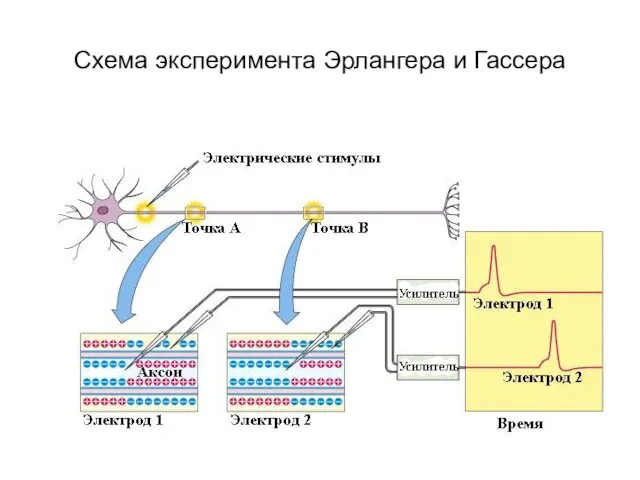 Схема эксперимента Эрлангера и Гассера