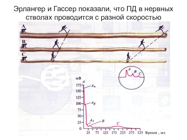 Эрлангер и Гассер показали, что ПД в нервных стволах проводится с разной скоростью