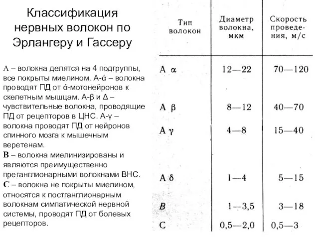 Классификация нервных волокон по Эрлангеру и Гассеру А – волокна делятся