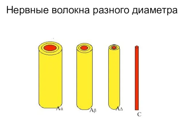 Нервные волокна разного диаметра Аά Аβ АΔ С