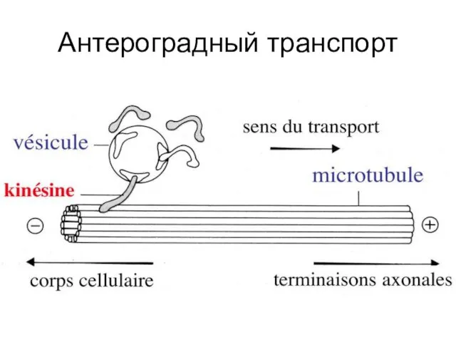 Антероградный транспорт