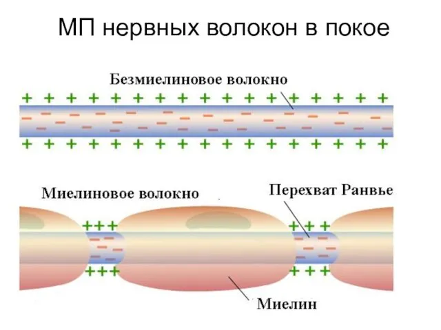 МП нервных волокон в покое