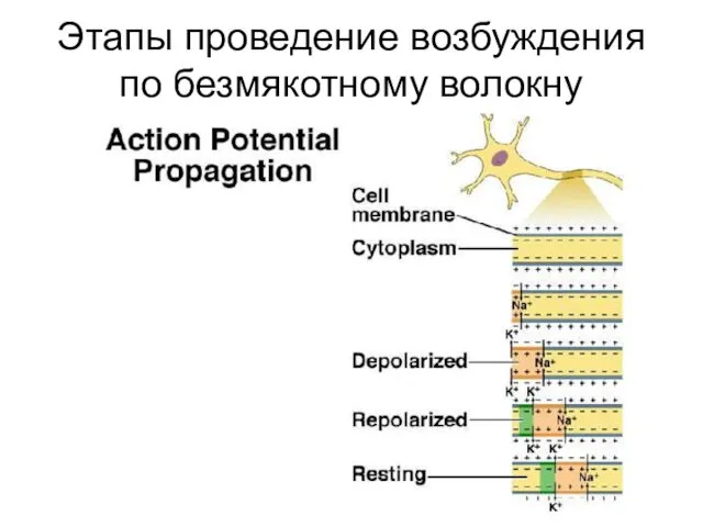 Этапы проведение возбуждения по безмякотному волокну