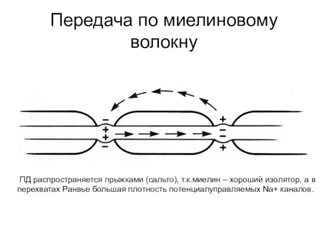 Передача по миелиновому волокну ПД распространяется прыжками (сальто), т.к.миелин – хороший