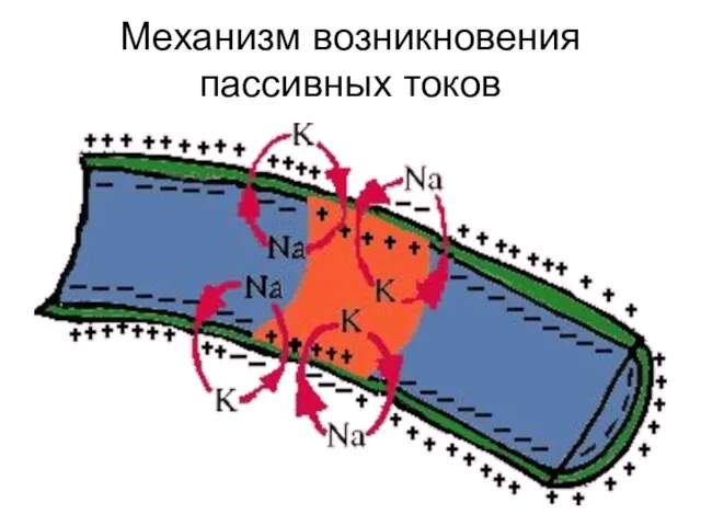 Механизм возникновения пассивных токов