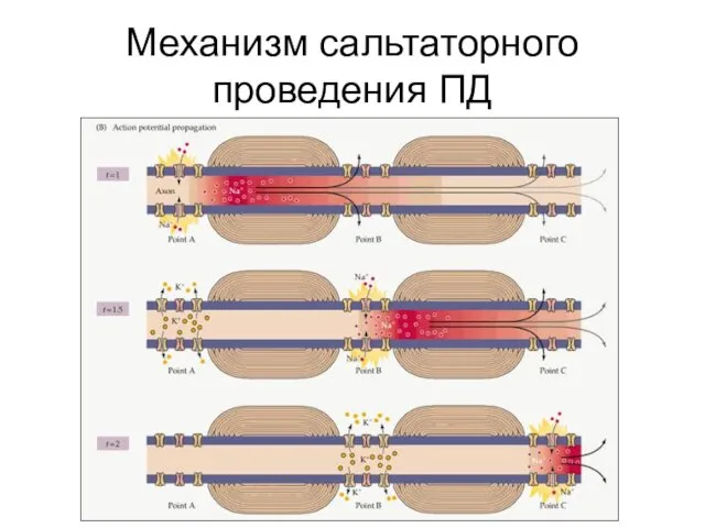 Механизм сальтаторного проведения ПД