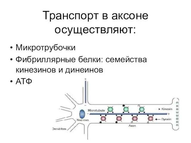 Транспорт в аксоне осуществляют: Микротрубочки Фибриллярные белки: семейства кинезинов и динеинов АТФ