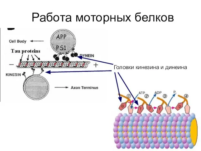 Работа моторных белков Головки кинезина и динеина