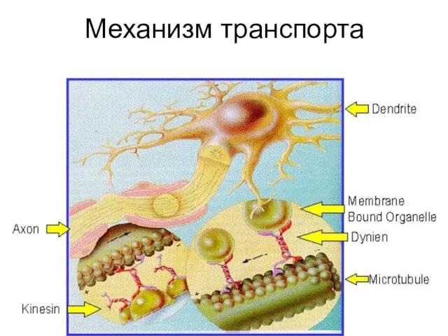 Механизм транспорта