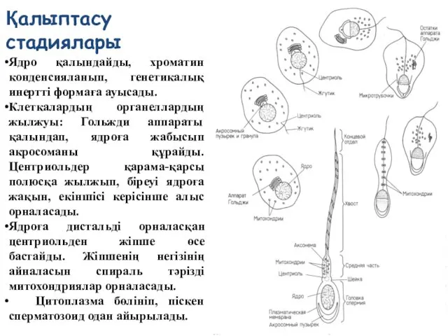 Қалыптасу стадиялары Ядро қалындайды, хроматин конденсияланып, генетикалық инертті формаға ауысады. Клеткалардың