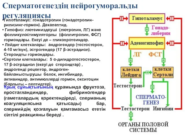 Сперматогенездің нейрогуморальды регуляциясы Гипоталамус: гонадотропин (гонадотропин-рилизинг-гормон). Декапептид. Гипофиз: лютеиниздеуші (лютропин, ЛГ)