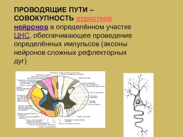 ПРОВОДЯЩИЕ ПУТИ – СОВОКУПНОСТЬ отростков нейронов в определённом участке ЦНС, обеспечивающее