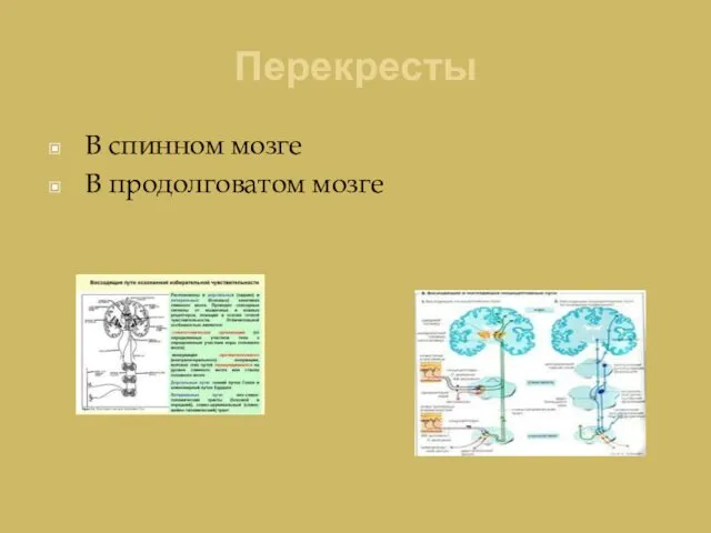 Перекресты В спинном мозге В продолговатом мозге