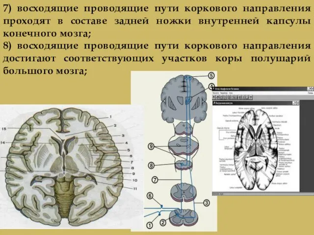 7) восходящие проводящие пути коркового направления проходят в составе задней ножки