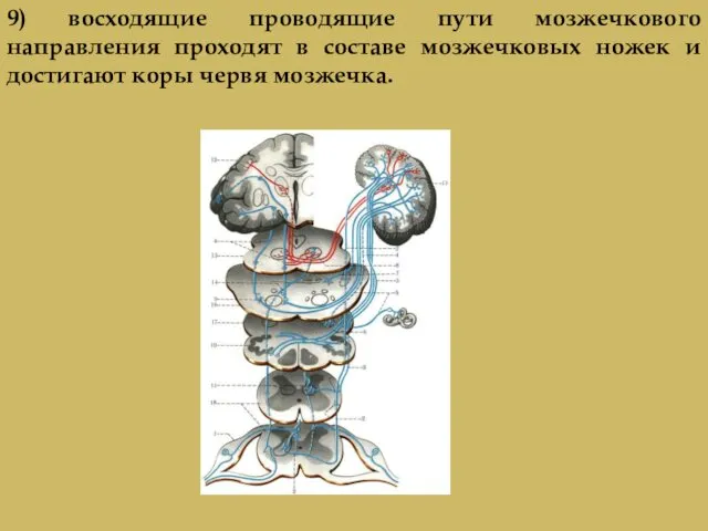 9) восходящие проводящие пути мозжечкового направления проходят в составе мозжечковых ножек и достигают коры червя мозжечка.