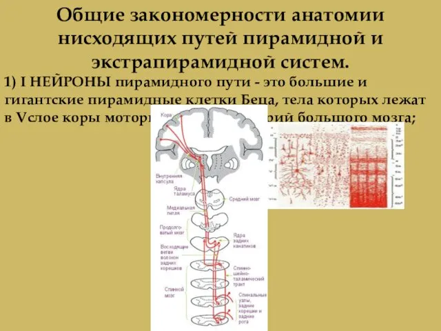 Общие закономерности анатомии нисходящих путей пирамидной и экстрапирамидной систем. 1) I