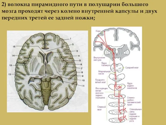 2) волокна пирамидного пути в полушарии большого мозга проходят через колено