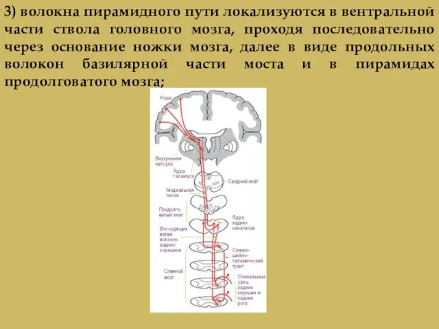3) волокна пирамидного пути локализуются в вентральной части ствола головного мозга,