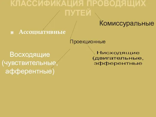 КЛАССИФИКАЦИЯ ПРОВОДЯЩИХ ПУТЕЙ Ассоциативные Комиссуральные Проекционные Восходящие (чувствительные, афферентные)