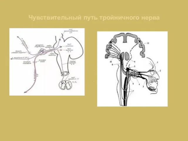 Чувствительный путь тройничного нерва