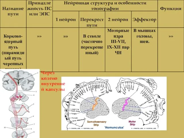 Через колено внутренней капсулы