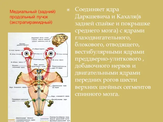 Медиальный (задний) продольный пучок (экстрапирамидный) Соединяет ядра Даркшевича и Кахаля(в задней