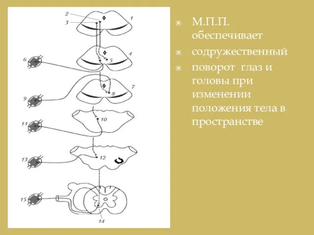 М.П.П. обеспечивает содружественный поворот глаз и головы при изменении положения тела в пространстве