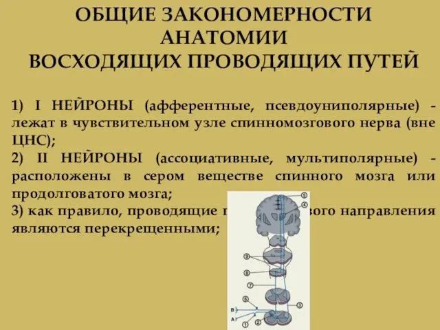 ОБЩИЕ ЗАКОНОМЕРНОСТИ АНАТОМИИ ВОСХОДЯЩИХ ПРОВОДЯЩИХ ПУТЕЙ 1) I НЕЙРОНЫ (афферентные, псевдоуниполярные)