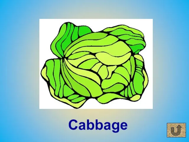 Cabbage