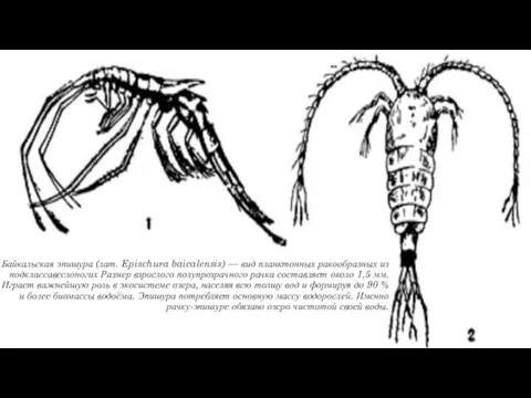 Байкальская эпишура (лат. Epischura baicalensis) — вид планктонных ракообразных из подклассавеслоногих
