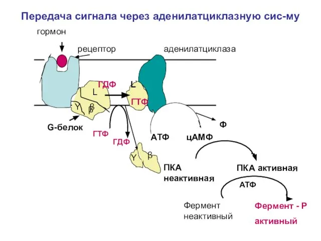 Передача сигнала через аденилатциклазную сис-му гормон рецептор G-белок L β β