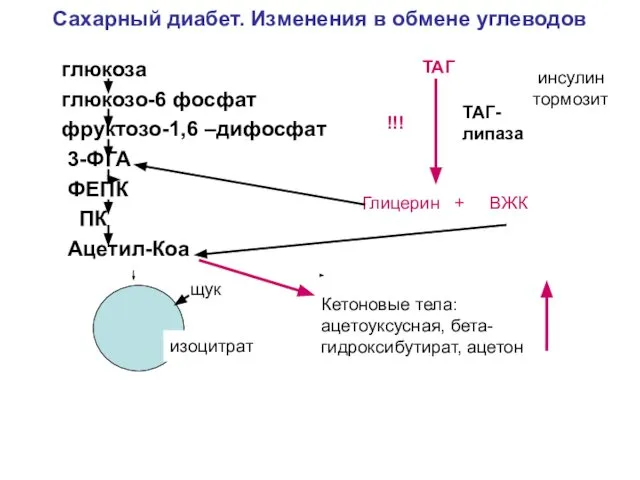 Сахарный диабет. Изменения в обмене углеводов глюкоза глюкозо-6 фосфат фруктозо-1,6 –дифосфат