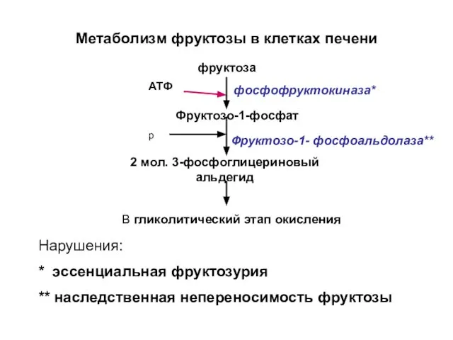 Метаболизм фруктозы в клетках печени фруктоза Фруктозо-1-фосфат фосфофруктокиназа* р 2 мол.