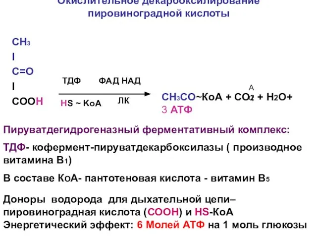 Окислительное декарбоксилирование пировиноградной кислоты СН3 I C=O I COOH HS ~