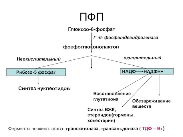 ПФП фосфоглюконолактон Неокислительный окислительный Рибозо-5 фосфат НАДФ НАДФН+ Синтез нуклеотидов Восстановление