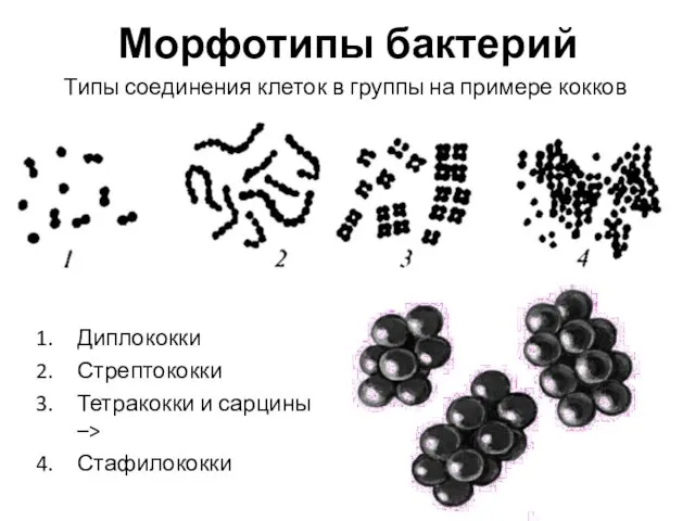 Морфотипы бактерий Типы соединения клеток в группы на примере кокков Диплококки