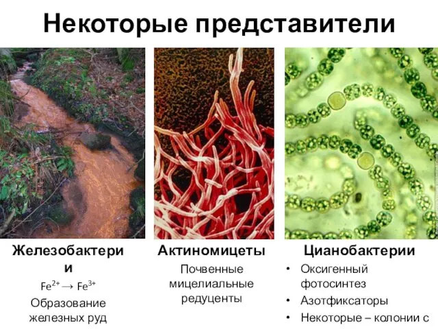 Некоторые представители Железобактерии Fe2+ → Fe3+ Образование железных руд Актиномицеты Почвенные