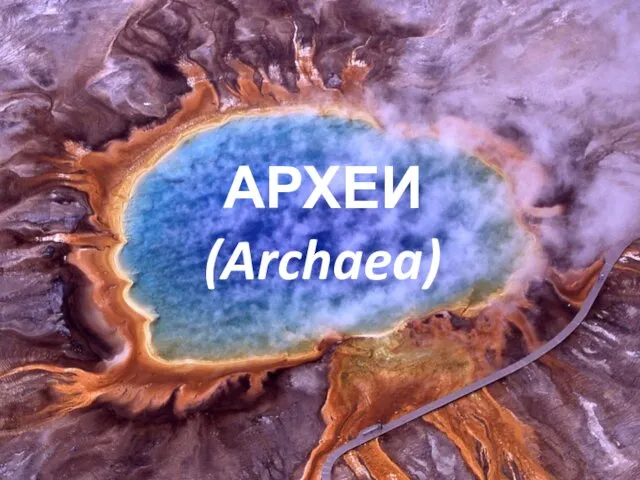 АРХЕИ (Archaea)