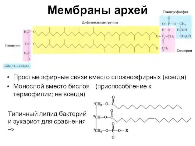 Мембраны архей Простые эфирные связи вместо сложноэфирных (всегда) Монослой вместо бислоя