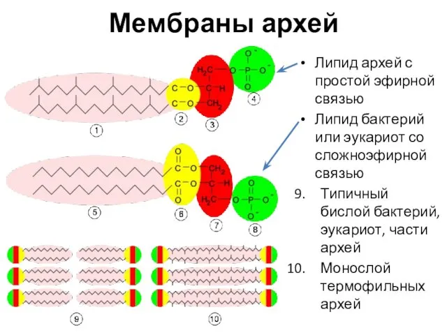 Мембраны архей Липид архей с простой эфирной связью Липид бактерий или
