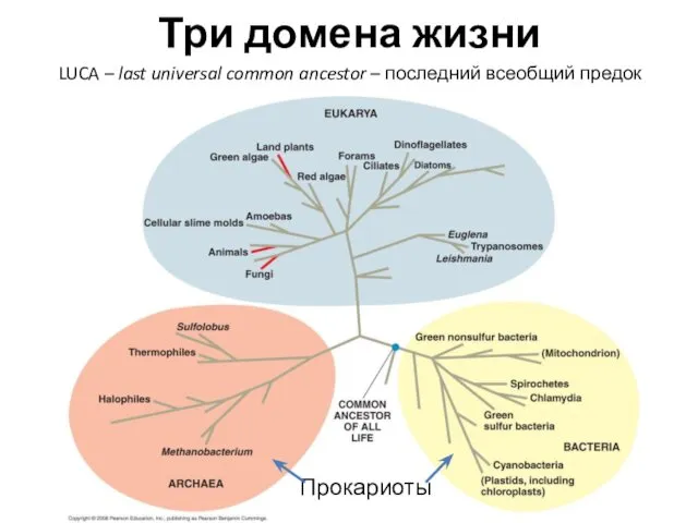 Три домена жизни LUCA – last universal common ancestor – последний всеобщий предок Прокариоты