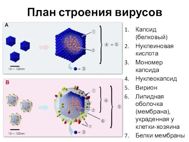 План строения вирусов Капсид (белковый) Нуклеиновая кислота Мономер капсида Нуклеокапсид Вирион