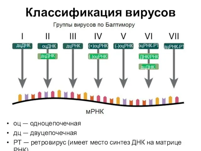 Классификация вирусов оц — одноцепочечная дц — двуцепочечная РТ — ретровирус