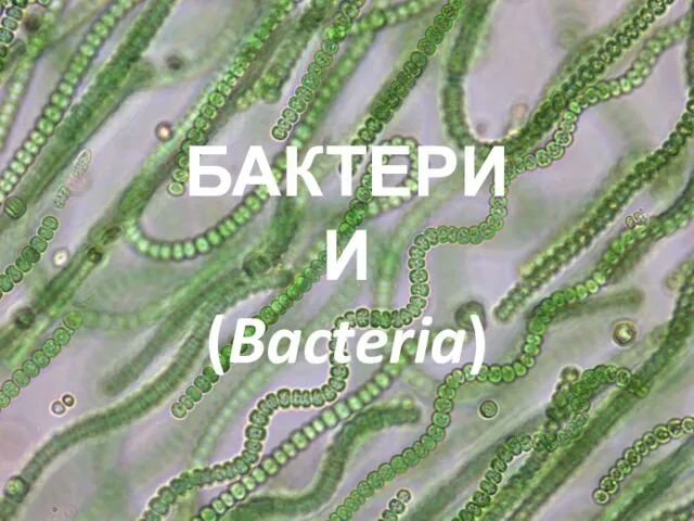 БАКТЕРИИ (Bacteria)