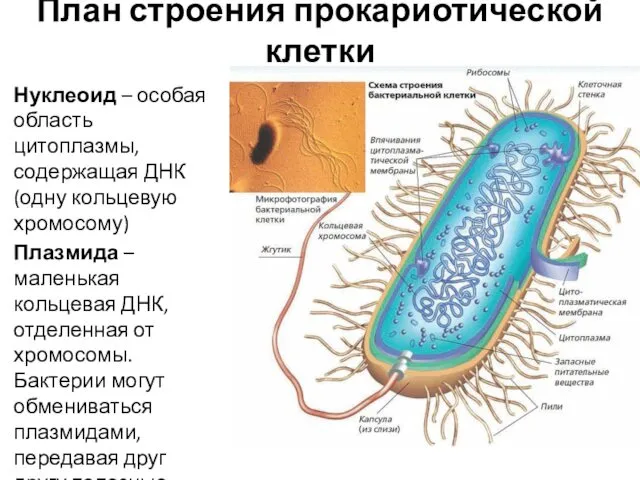 План строения прокариотической клетки Нуклеоид – особая область цитоплазмы, содержащая ДНК