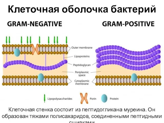 Клеточная оболочка бактерий Клеточная стенка состоит из пептидогликана муреина. Он образован тяжами полисахаридов, соединенными пептидными сшивками