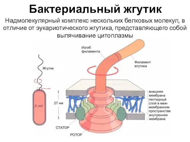 Бактериальный жгутик Надмолекулярный комплекс нескольких белковых молекул, в отличие от эукариотического жгутика, представляющего собой выпячивание цитоплазмы